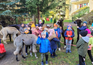 zdjęcie grupowe średniaków z alpakami