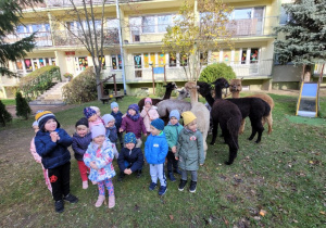 zdjęcie grupowe maluszków z alpakami