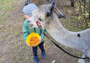 maluszek z alpaką patrzą w dal