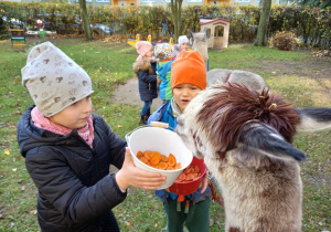 dziewczynka i chłopiec podają alpace karmę w wiaderkach