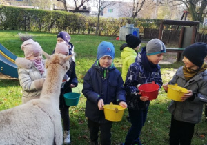 starszaki stoją z wiaderkami pełnymi karmy gotowi do karmienia alpak