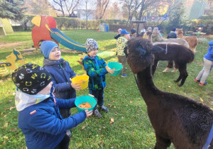 starszaki podają karmę w wiaderkach alpace