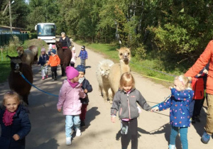 Dzieci idą z alpakami