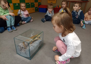 Dziewczynka siedząca na dywanie przy akwarium w którym jest jaszczurka