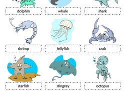 Sea Animals