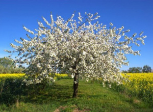 Rośliny łąkowe