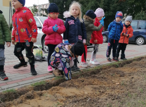 Sadzimy cebulki kwiatów w naszym ogrodzie przedszkolnym