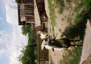 Kozy w zagrodzie
