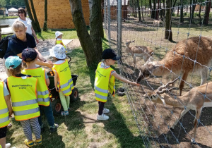 Karmienie zwierząt w zoo