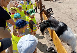 Karmienie zwierząt w zoo