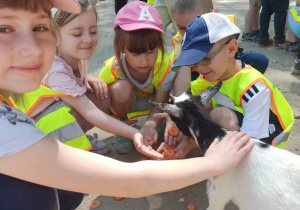 Karmienie zwierząt w zoo