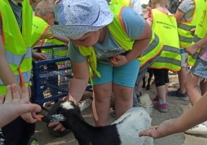 Karmienie zwierząt w zoo